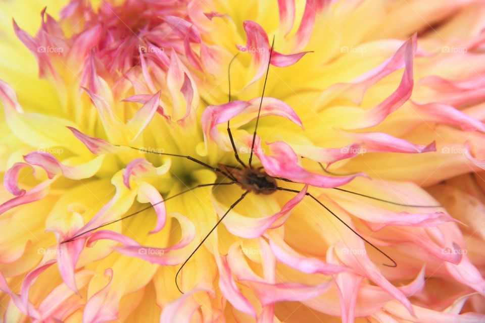Spider and dahlia