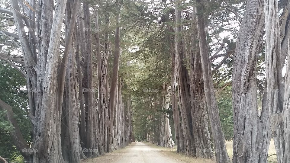 Tree path in Northern California
