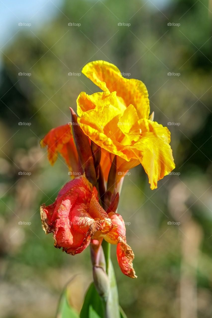 Red and yellow gladiolus 