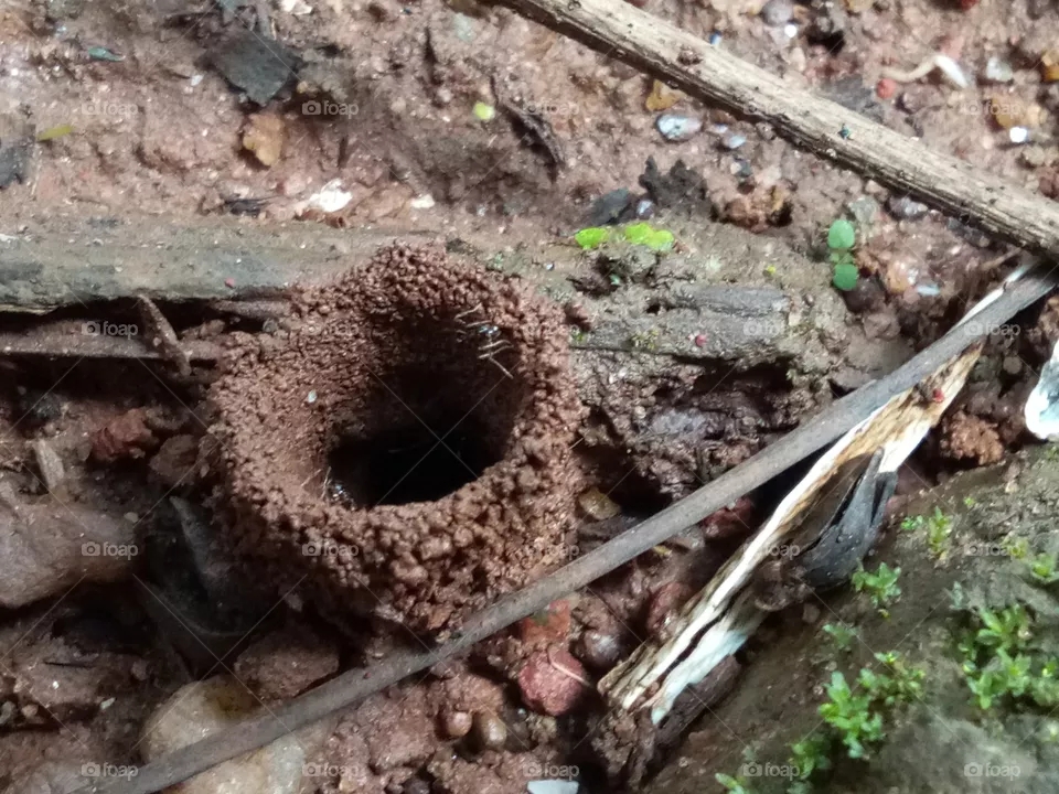 Ant port