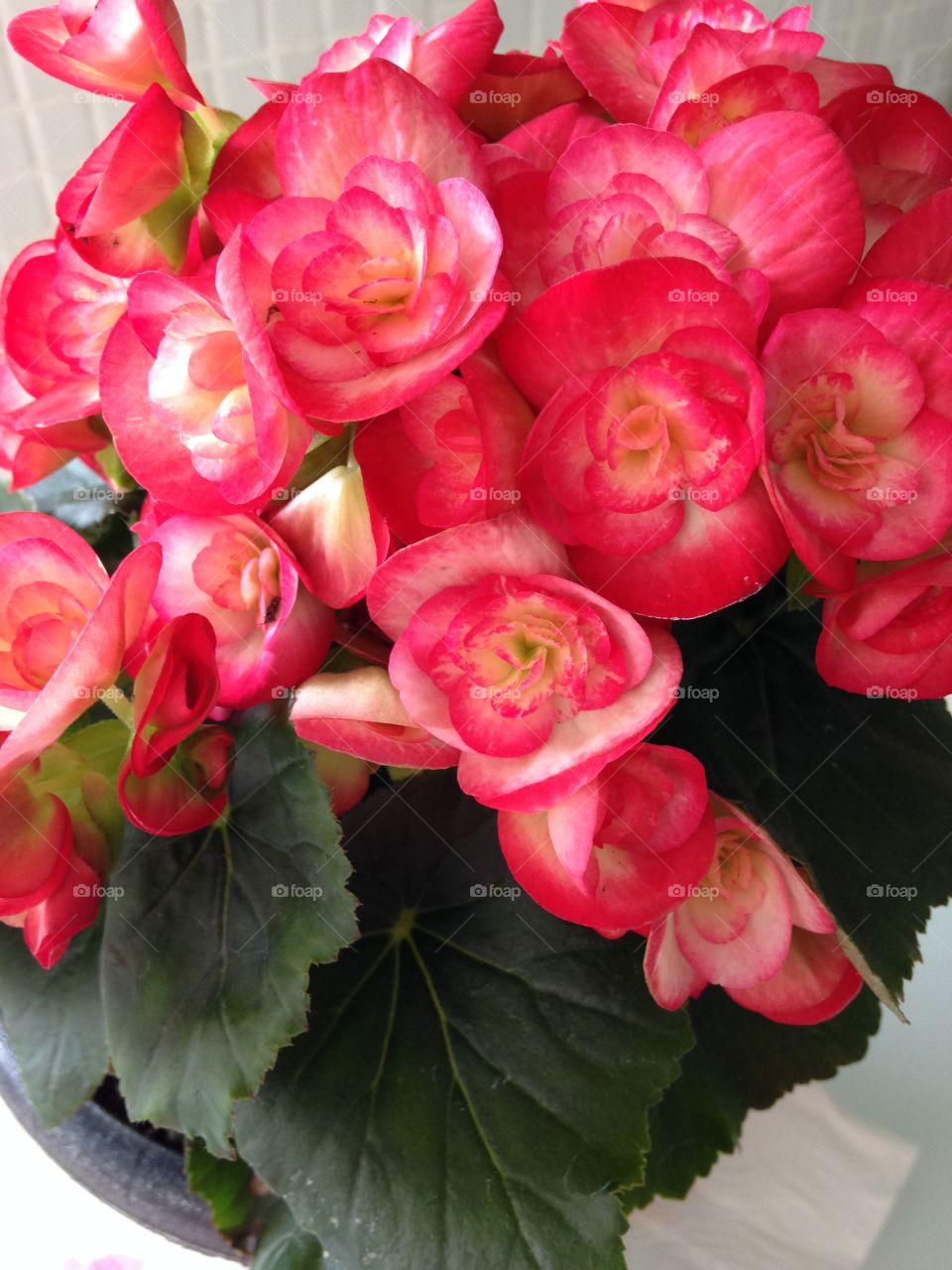 Begonias 