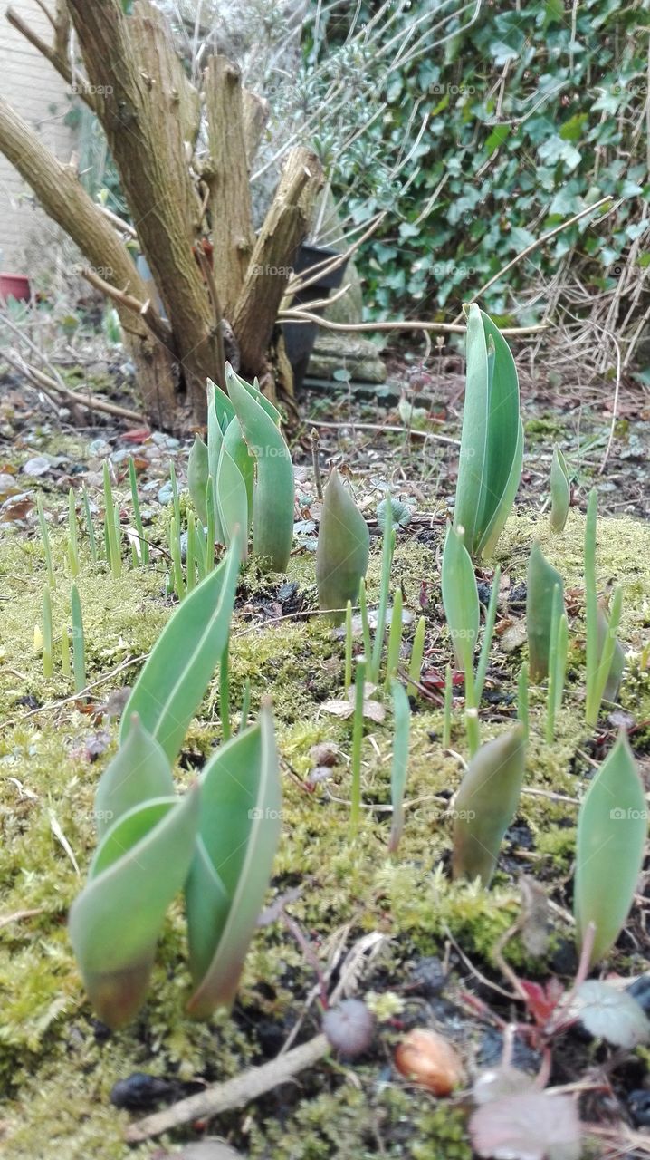 Early beginnen of Spring. New life begins