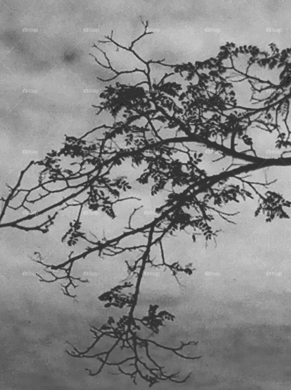 Tree, Branch, No Person, Nature, Wood