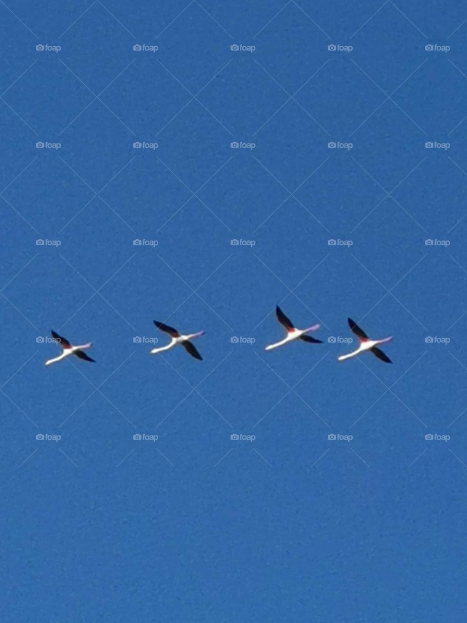 Four flying flamingos 