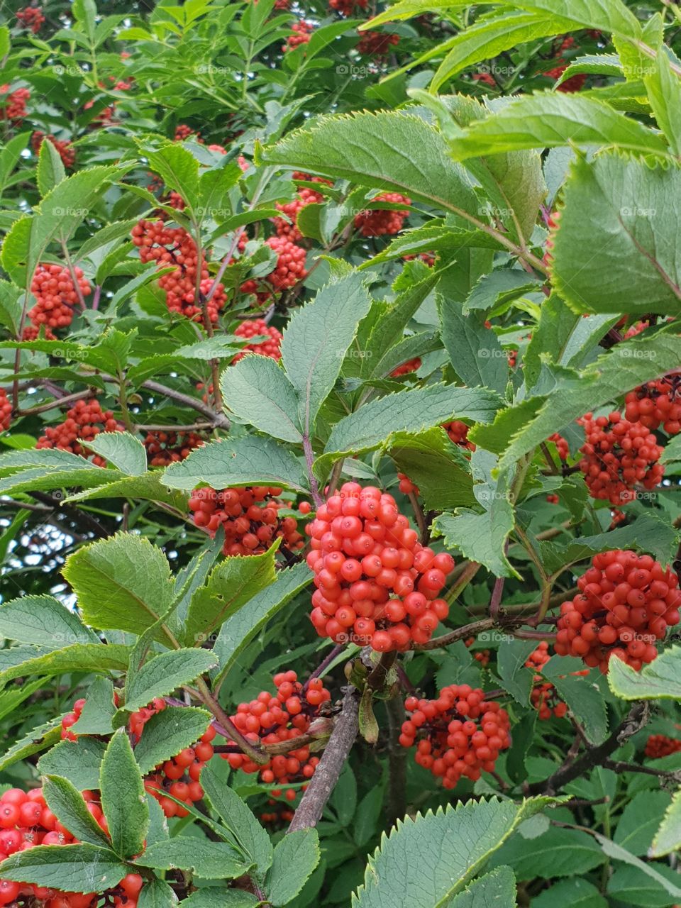 Berries 