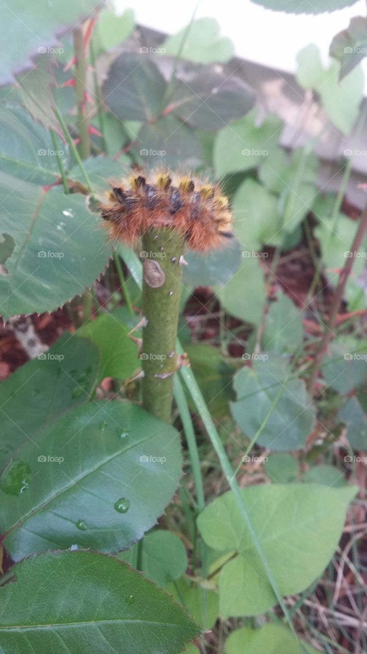 caterpillar. caterpillar