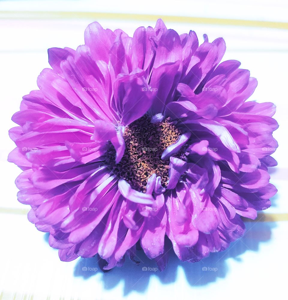 Shevanti Flower beautifulness Shot on Camera