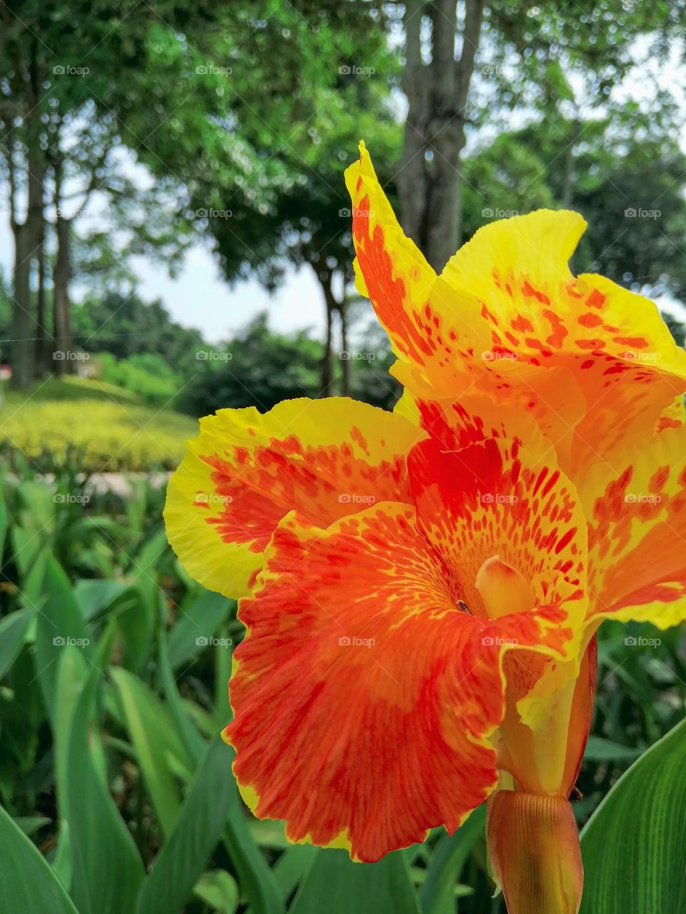 Canna hybrida cultivar with orange flowers mottled red in center, rhizomatous perennial herb with broad green leaves and showy flowers in terminal spike in various colours, this one with orange and yellow