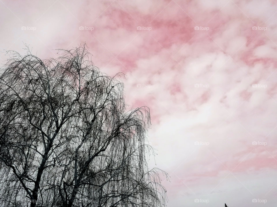 tree and pink