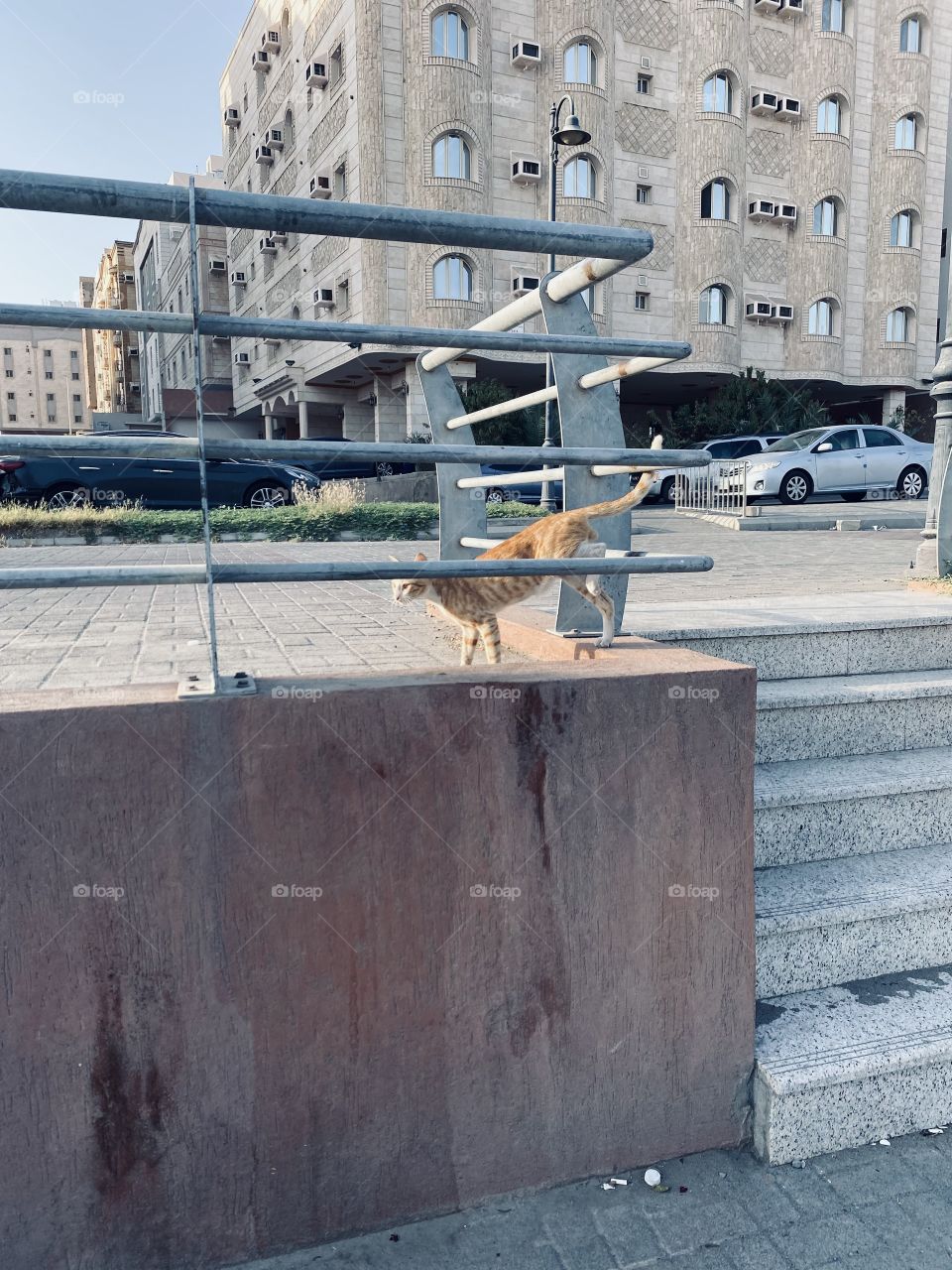 Cute cat in a Gangway