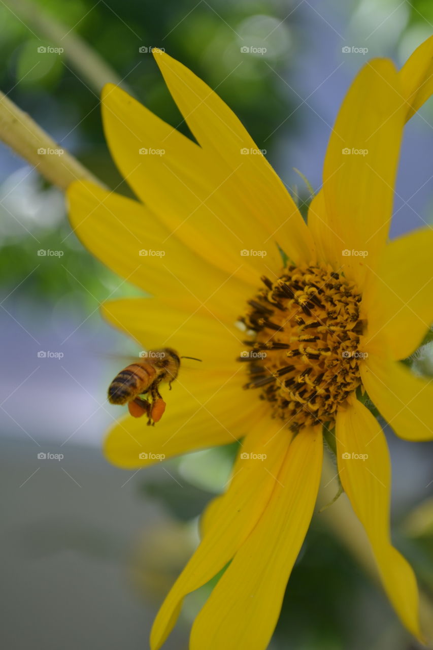 Honeybee approaching sunflower in hopes of collecting more pollen.