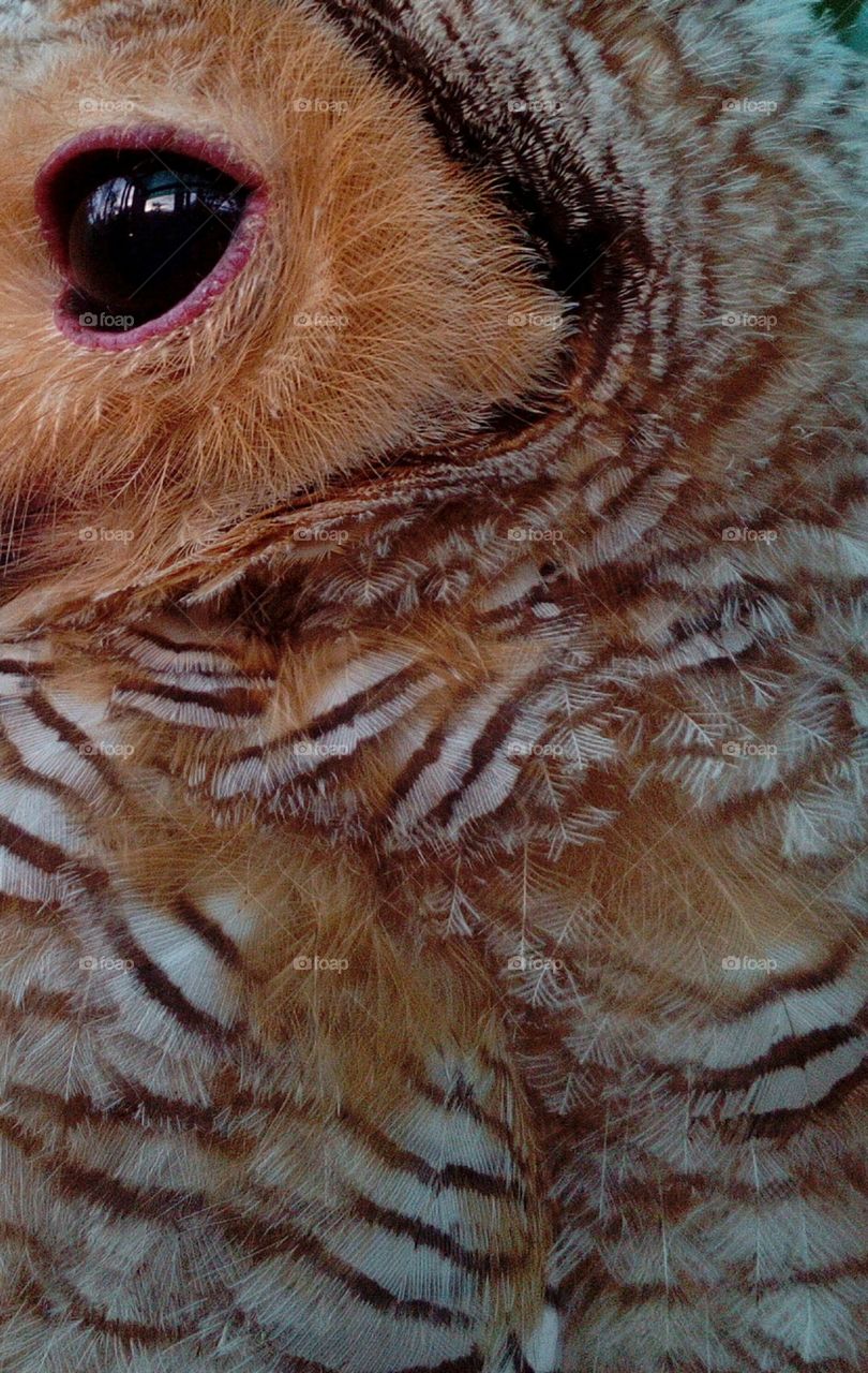 Owl Feathers