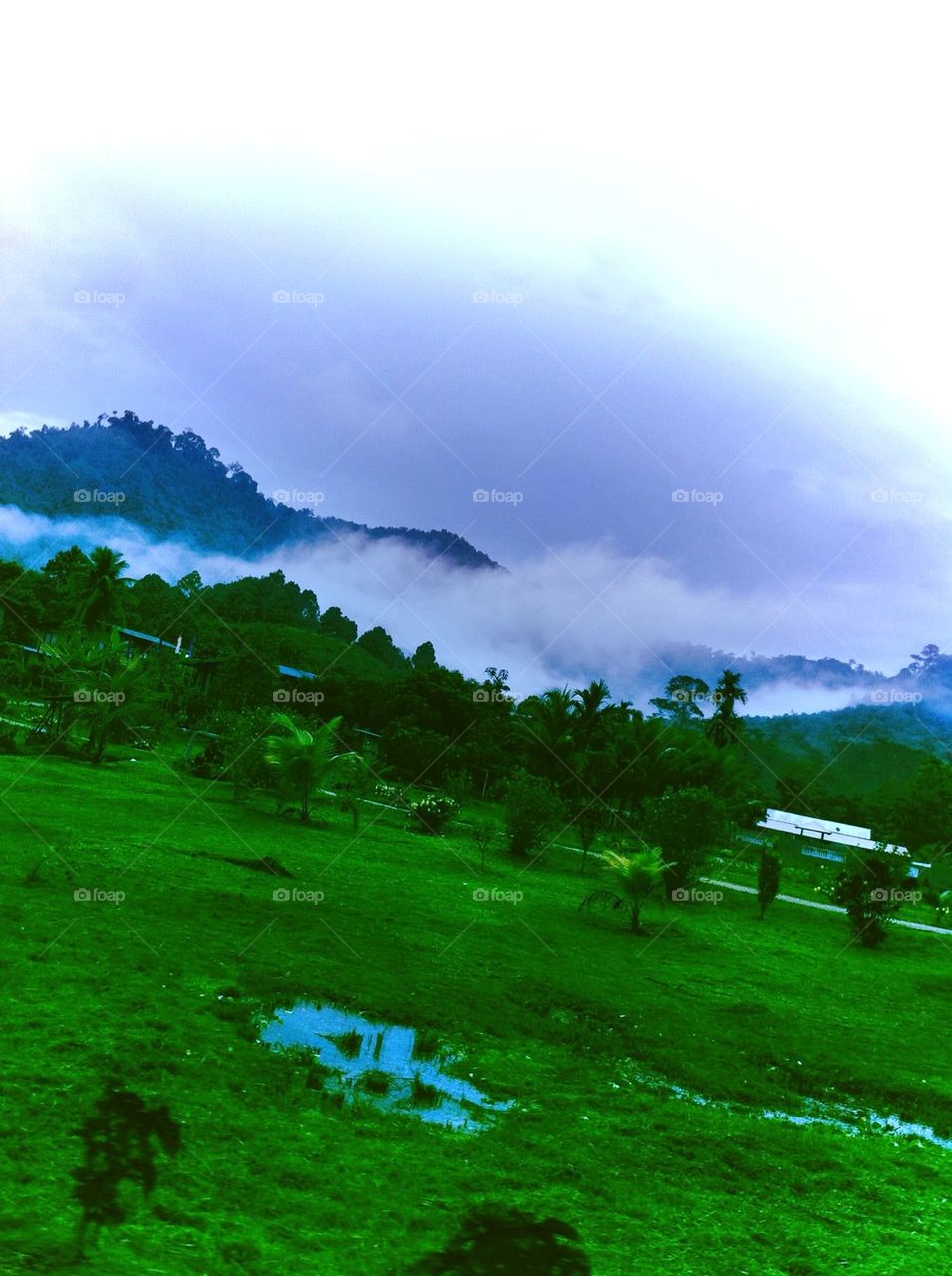 Green landscape with fog