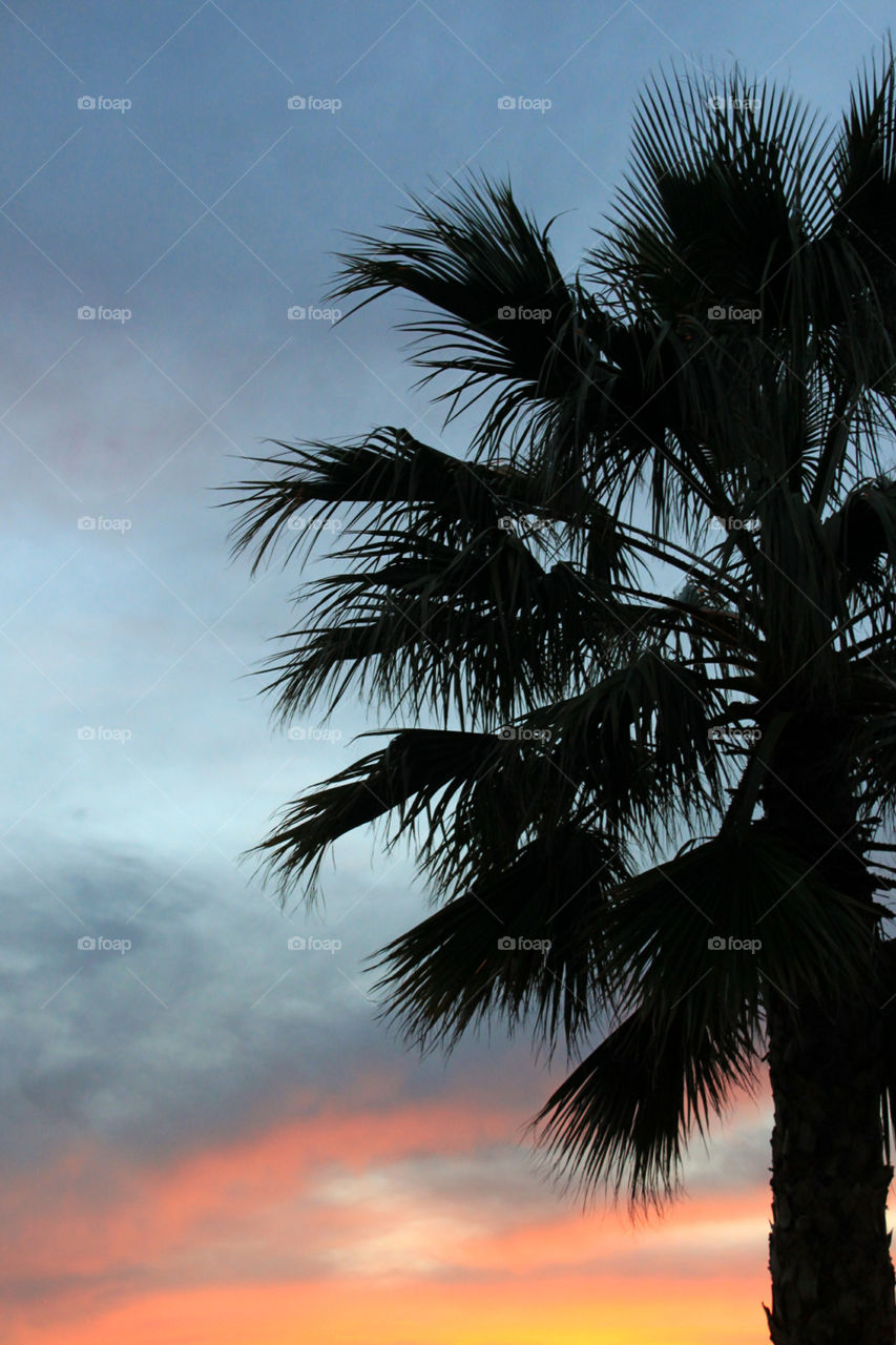 Silhouetted palm tree during sunset