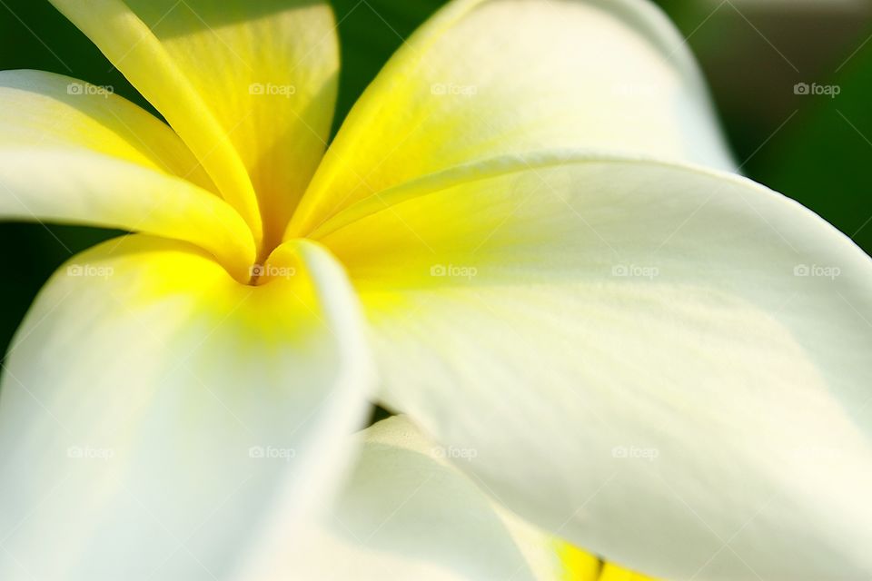 Plumeria.. The beauty Plumeria.