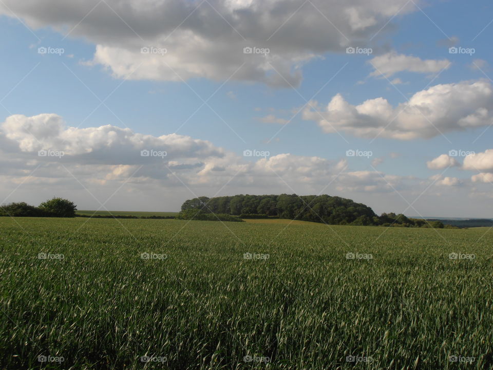 An Early Wheat Field