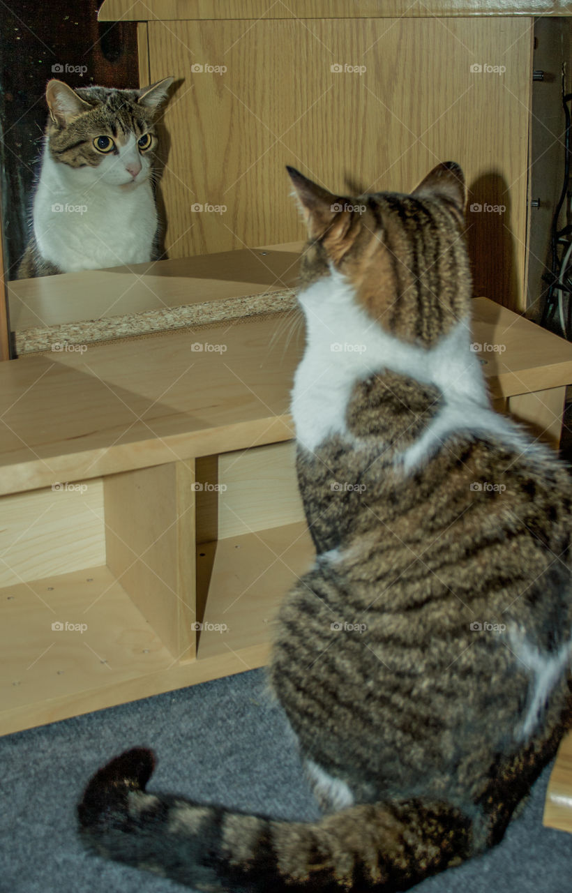 A tabby and white cat stares intently at her own reflection in the mirror, pondering “what have I done with my life...”