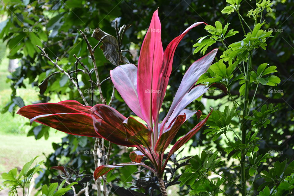 Red tropical flower 