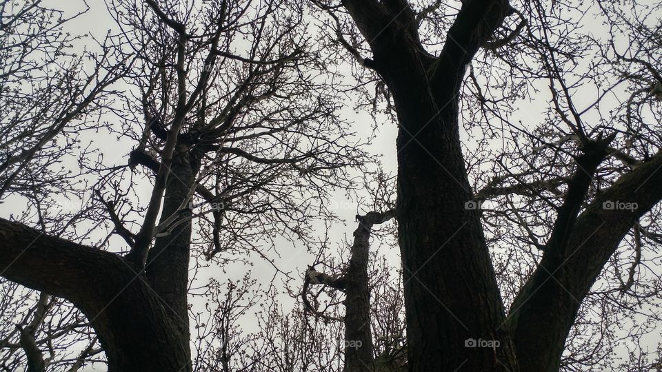 Trees silhouetted against a dusky gray sky in late winter