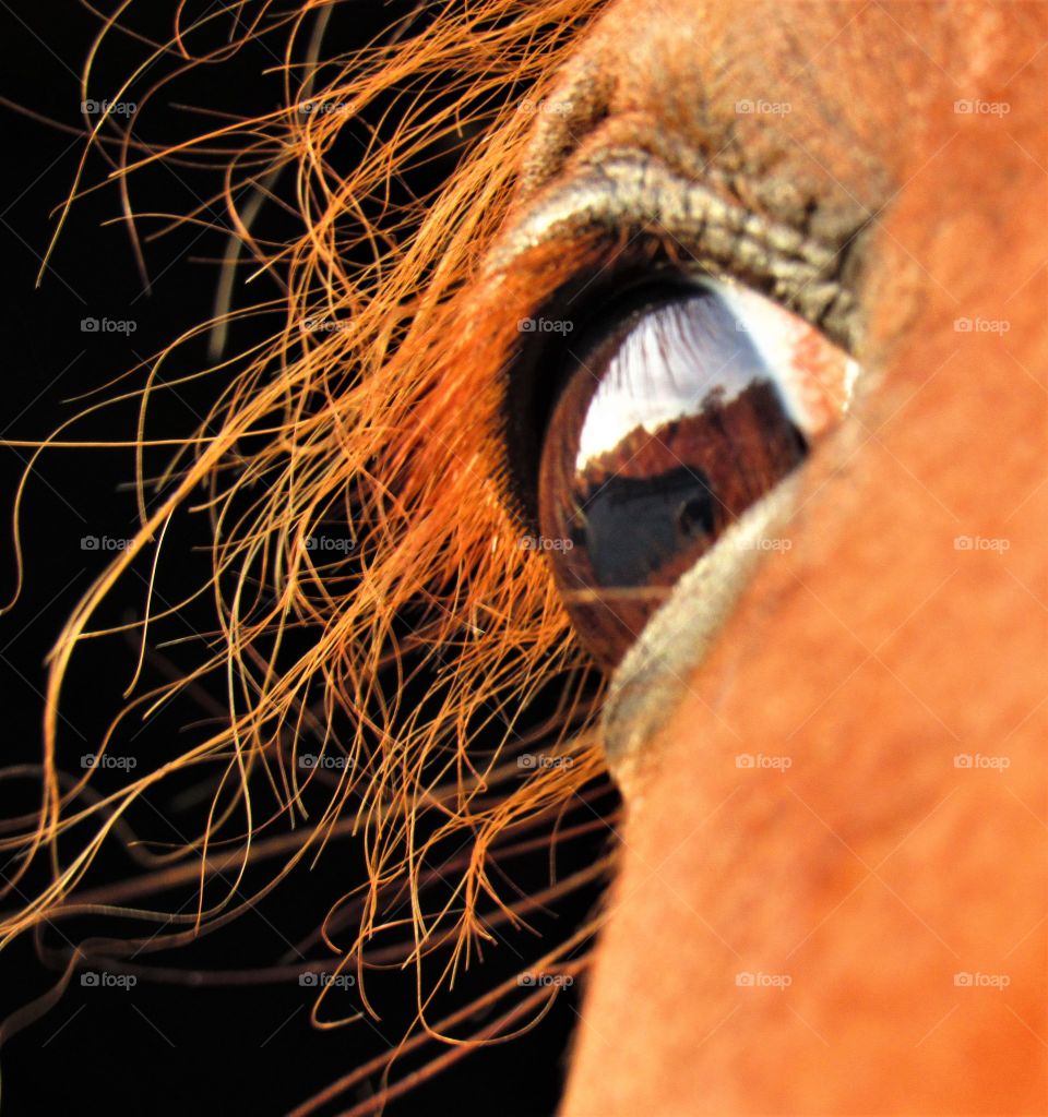 In the eye of the horse