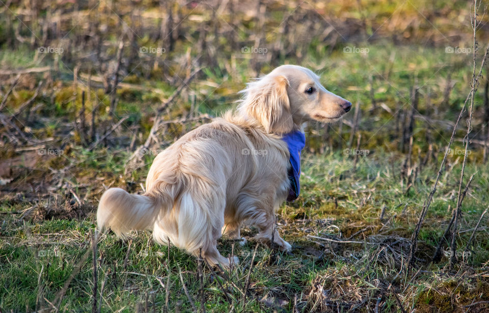 More adventure's with Remy the Dachshund