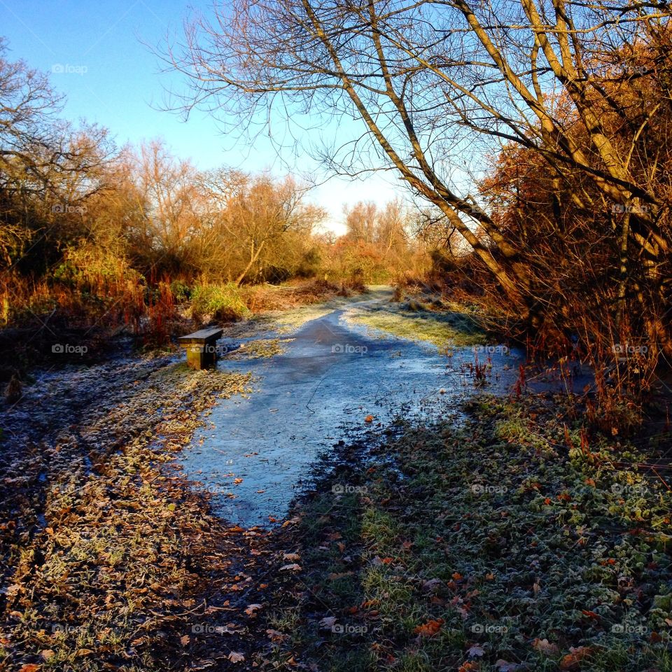 Frosty forest bench