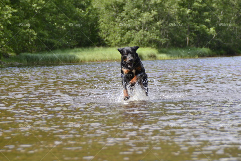 Dog Running in river 