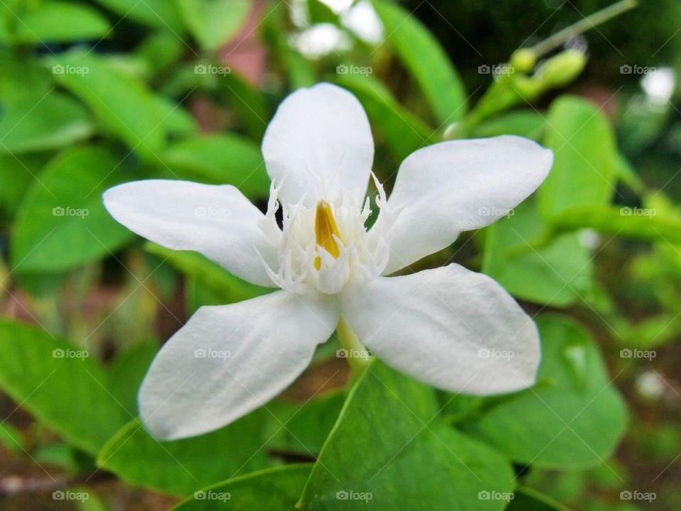 Sampaguita