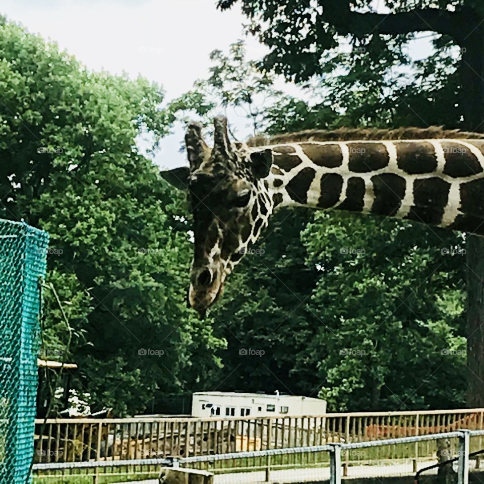 Giraffe seeing at the Baltimore Zoo