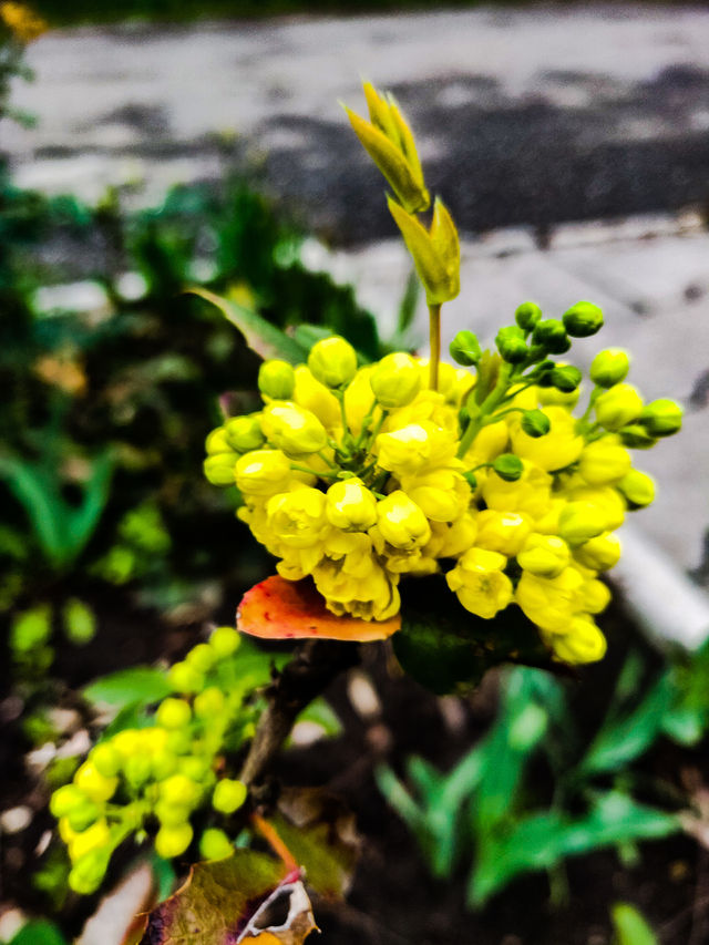 yellow