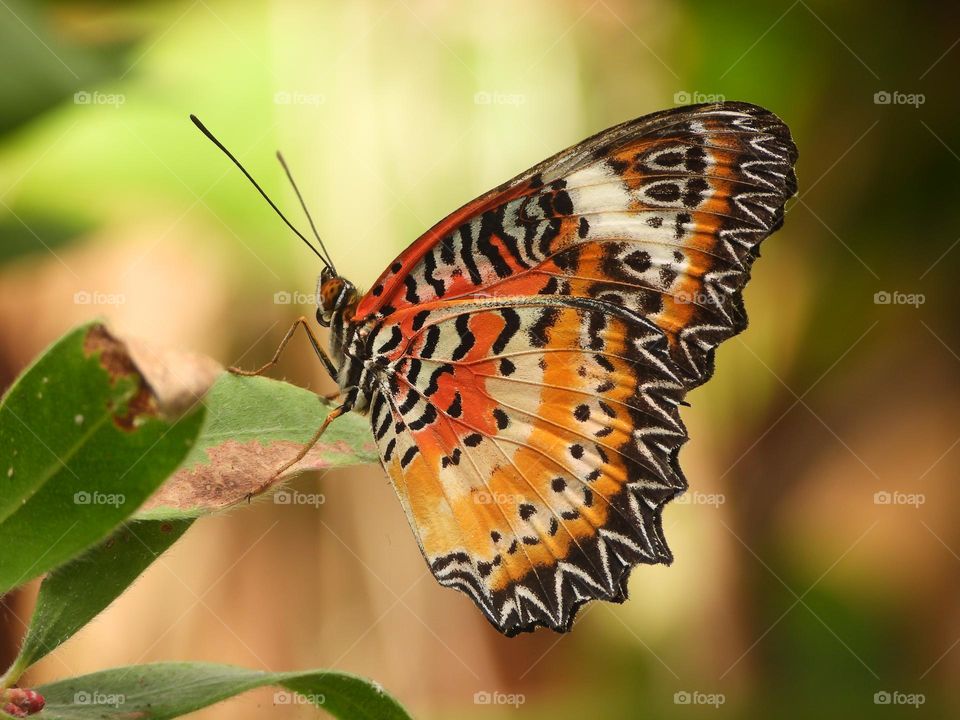 A close up of a butterfly 