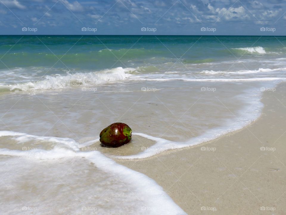Beached Coconut. Coconut on the beach at Barefoot Beach Preserve