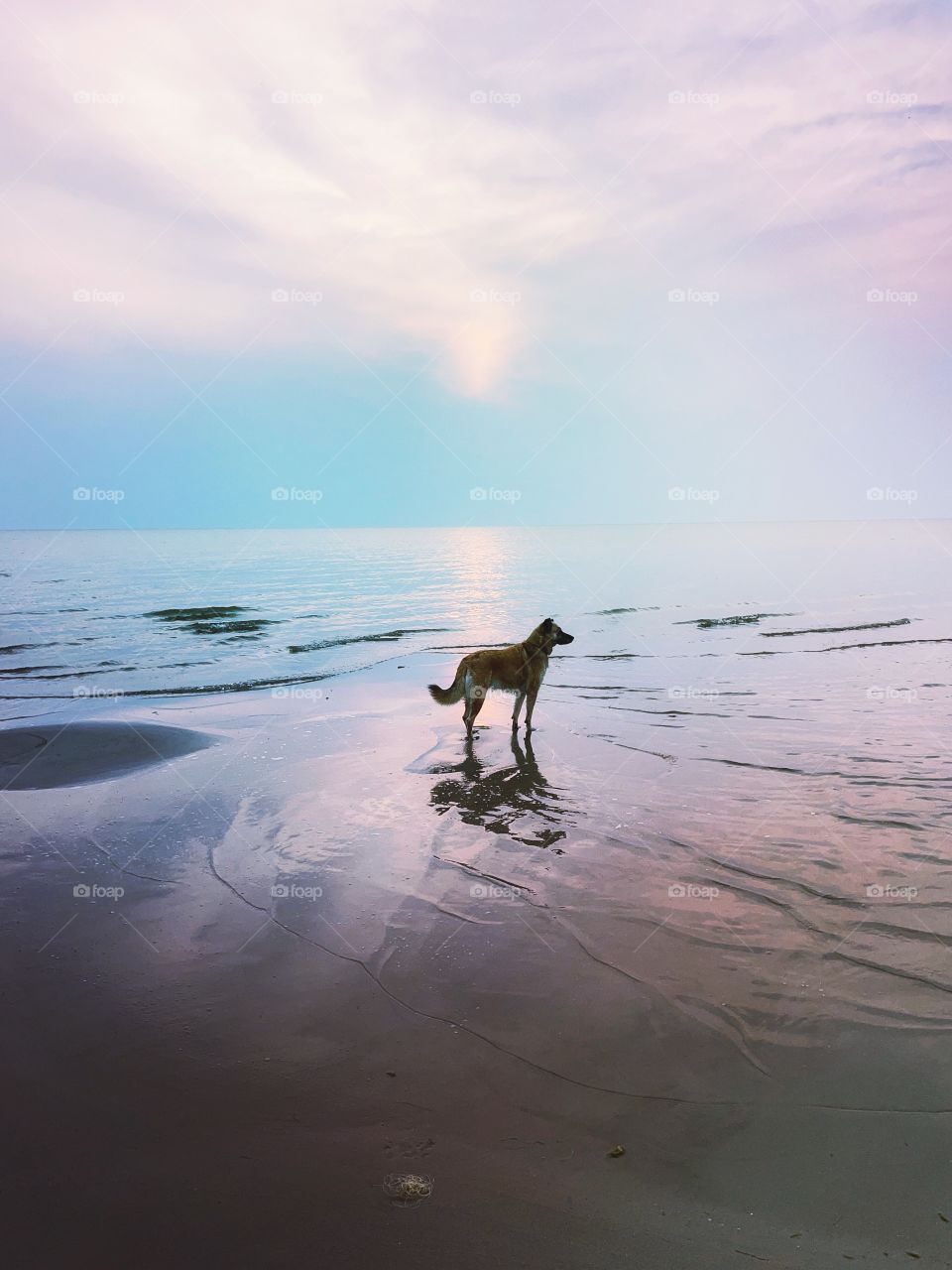 A dog enjoying the beach & sunset 