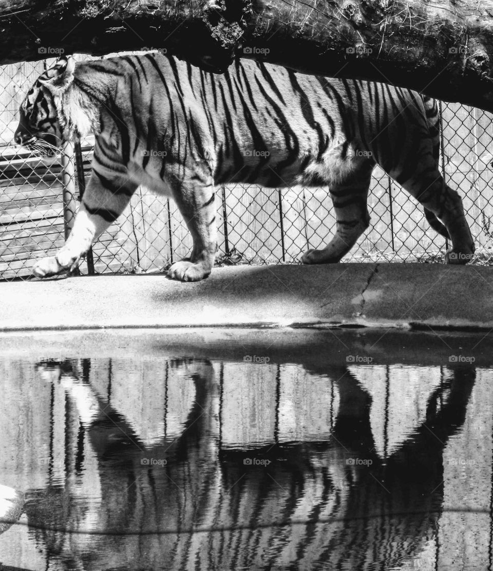 Beautiful Tiger and Reflection in Black & White "Magic Tiger"
