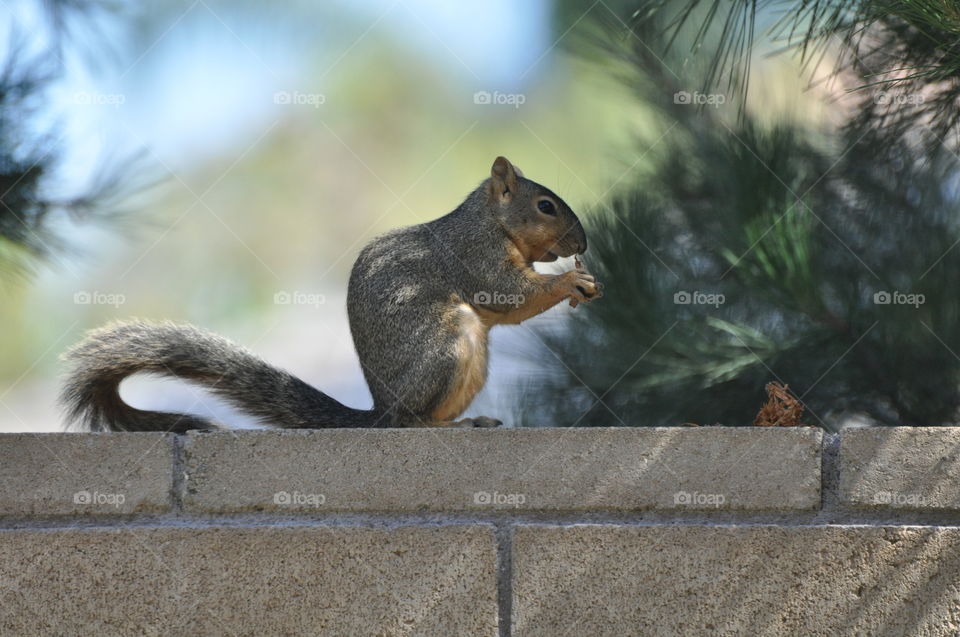 Local wildlife Squirrel