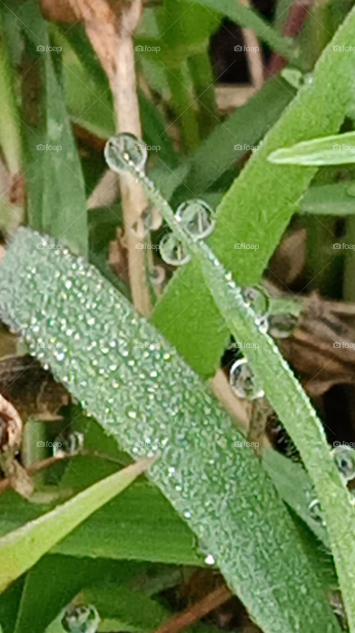 dew