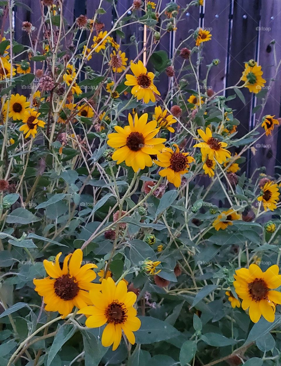 Yellow Flowers Against a Wooden Fence