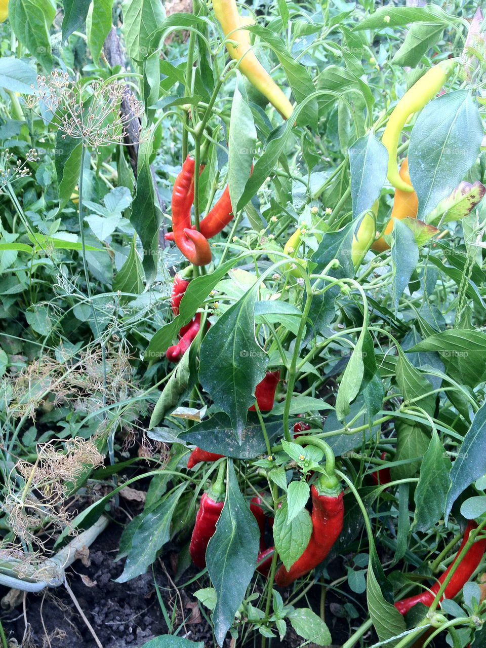 red hot peppers romania by ic.stancu