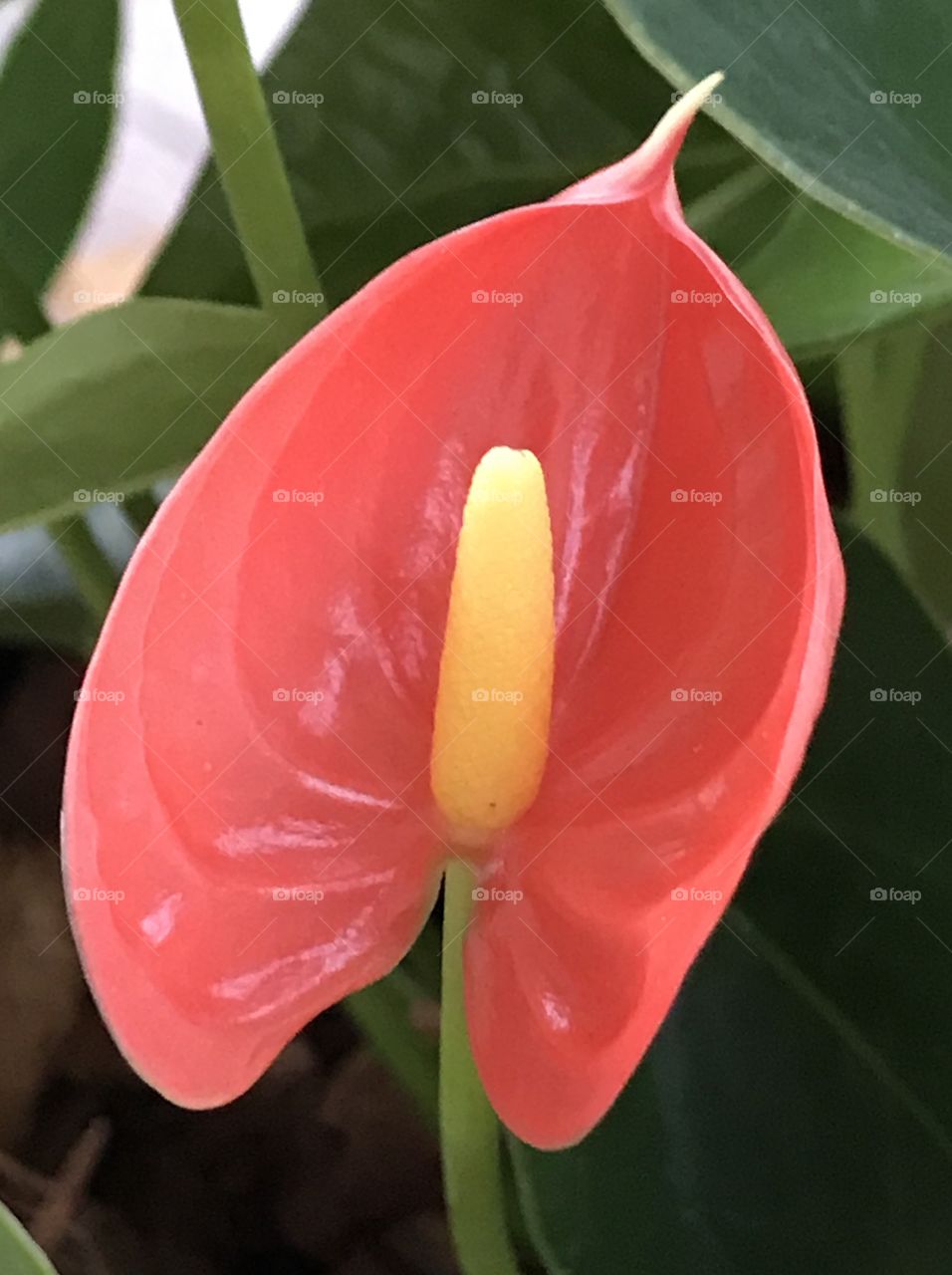 Anthurium Red flower in Thailand 