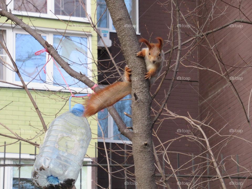 red squirrel in the city, in the park, jumping through the trees, eating nuts