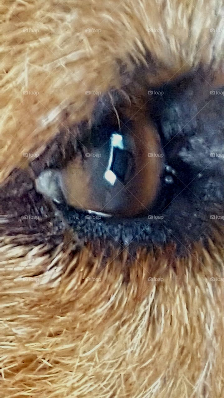 Close up dog eye