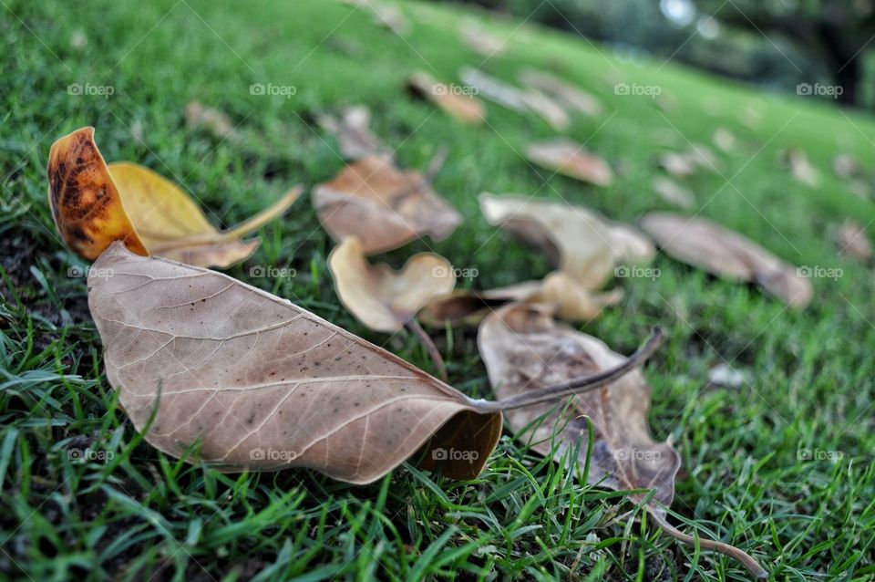 Dry leaves 