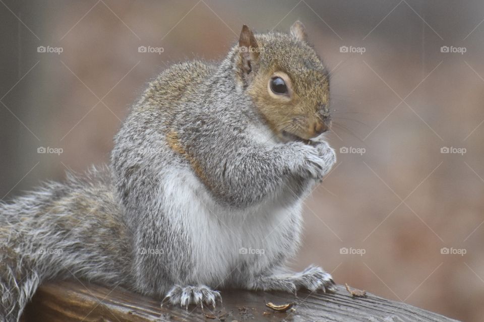 A squirrel eating acorns 