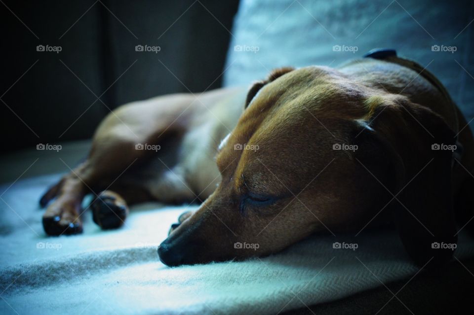 Dachshund Sleeping 1