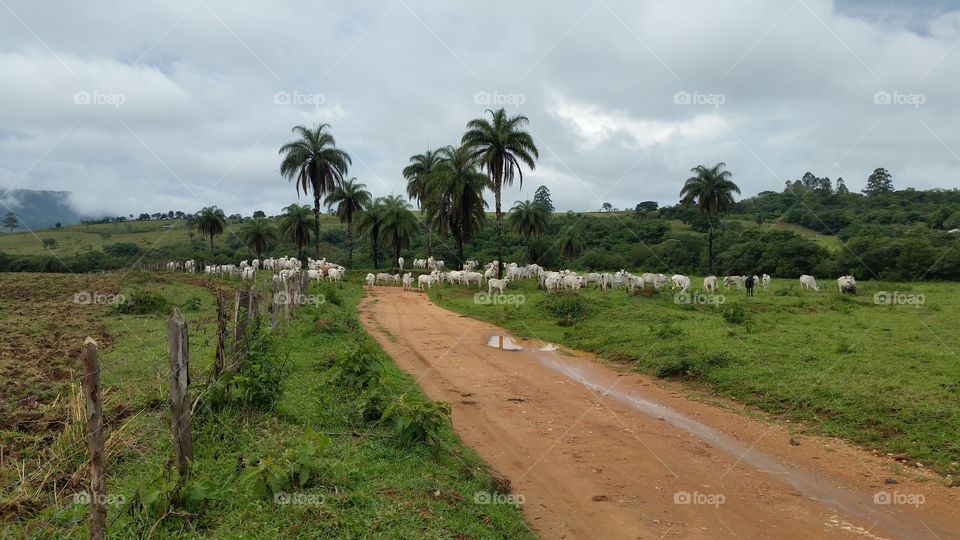 estrada de terra