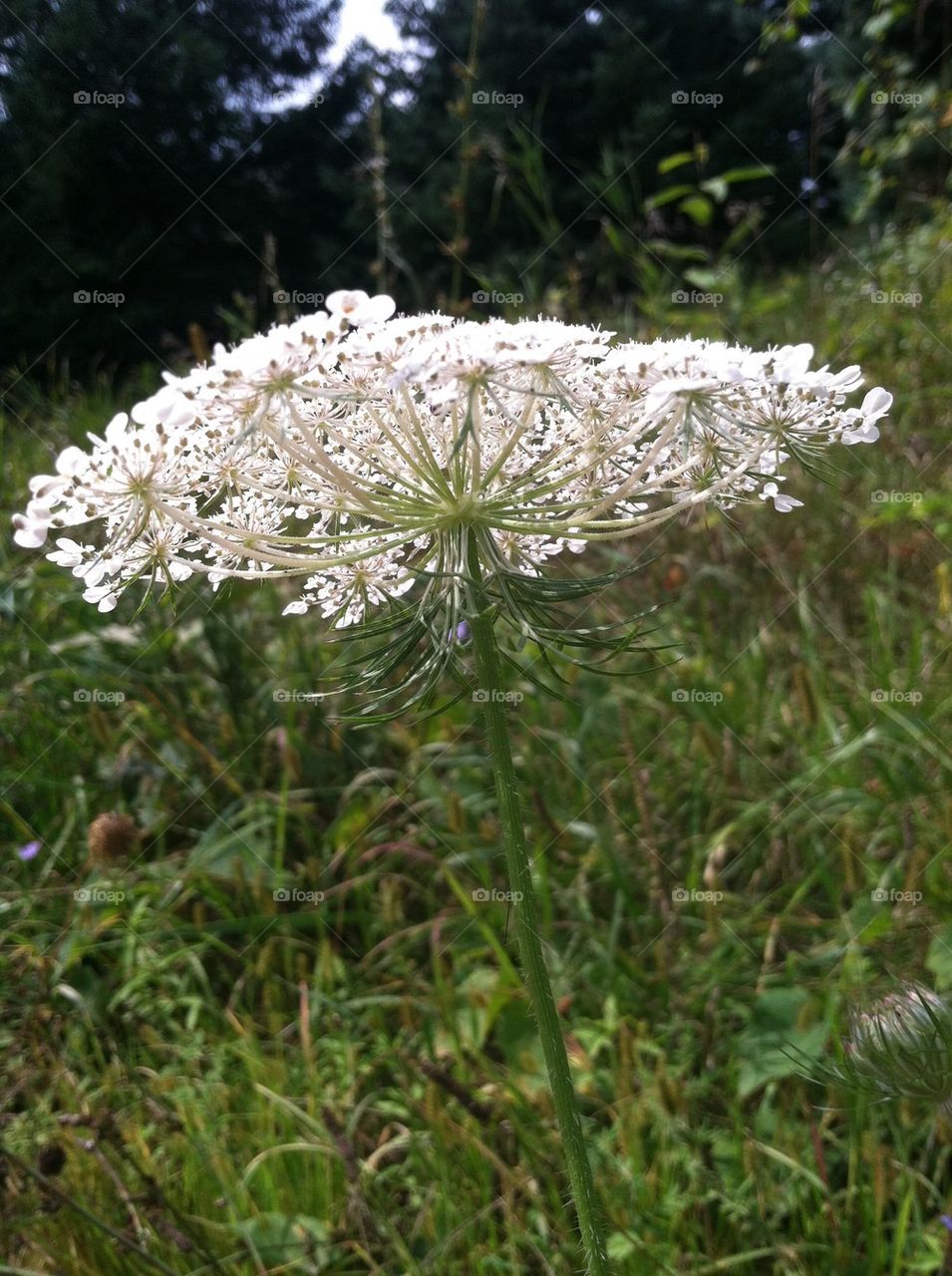 Queen Anne's lace 