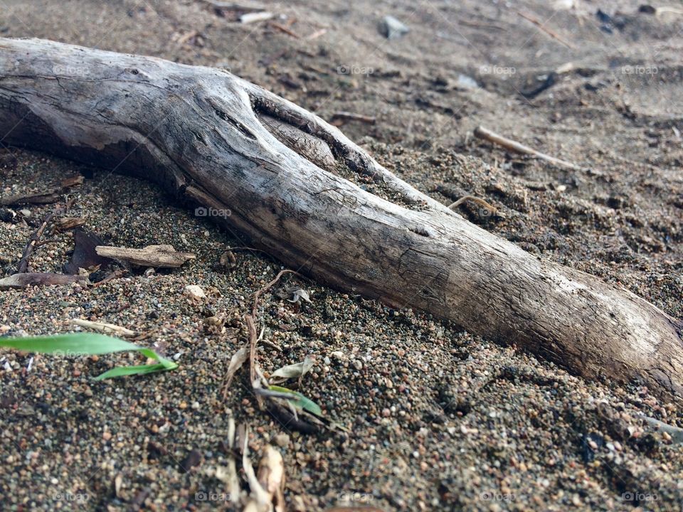 Root of a tree sand
