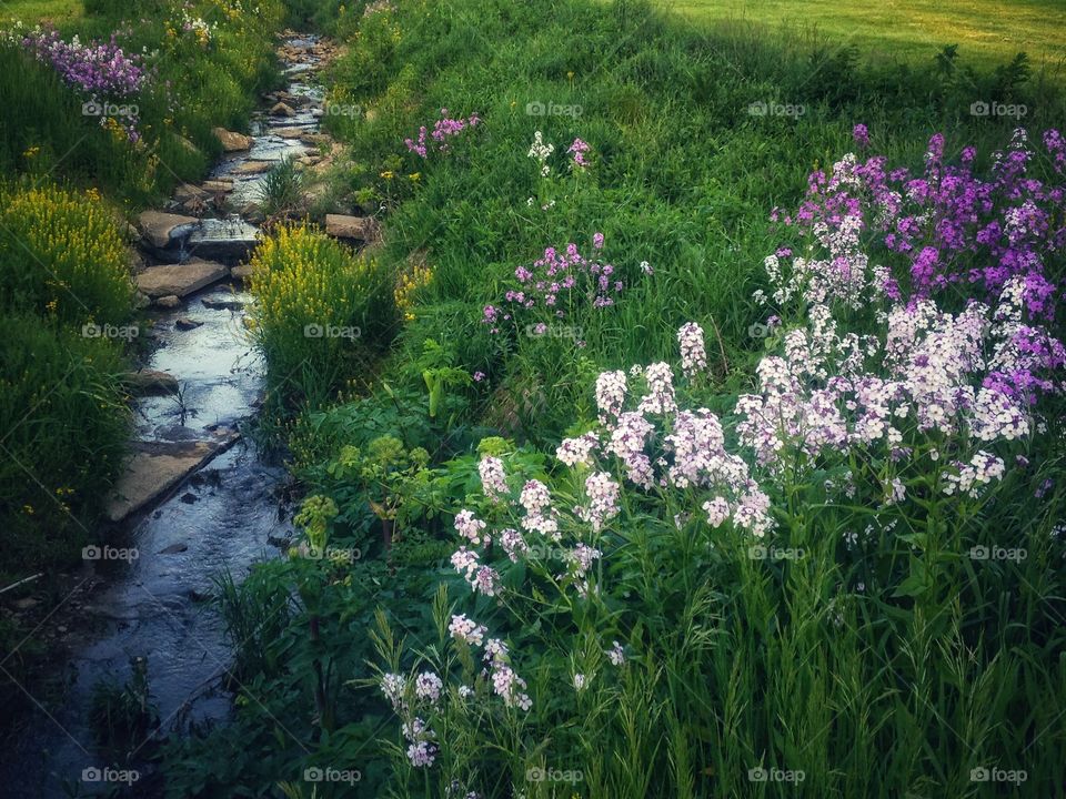 creek with wildflowers