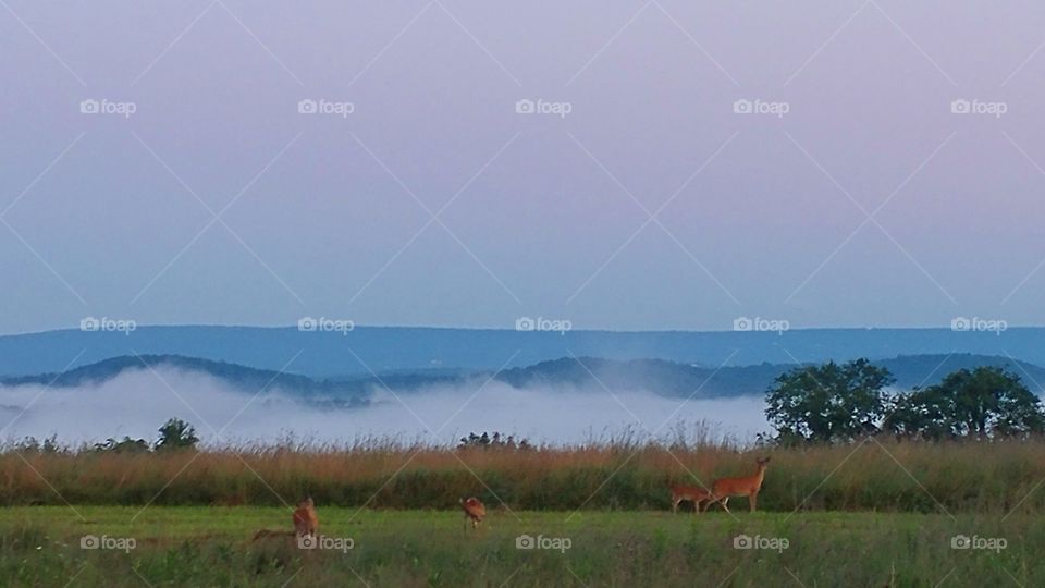 Foggy morning up in the mountains in Jersey