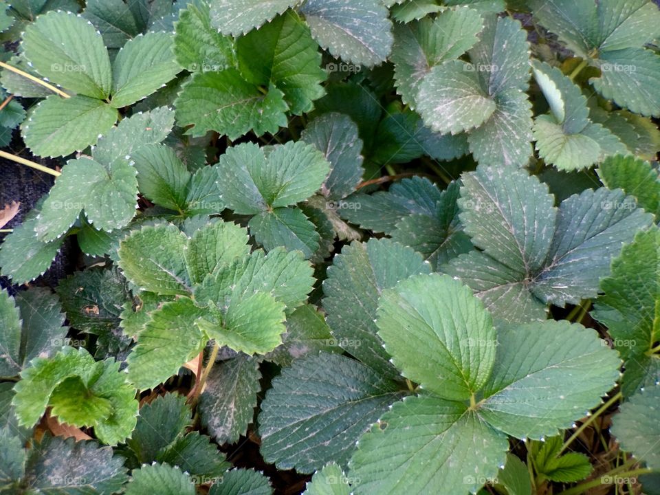 Leaves